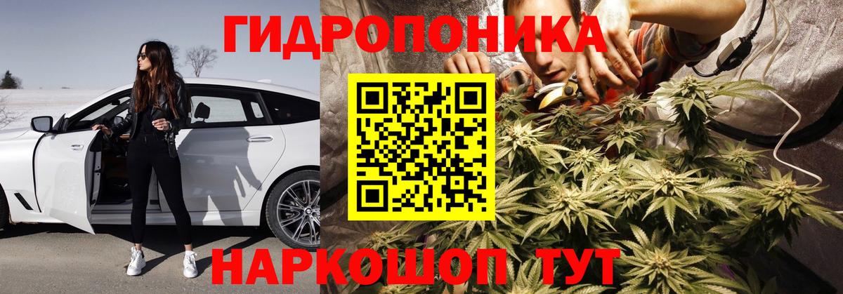 Бошки Шишки планчик Сокол